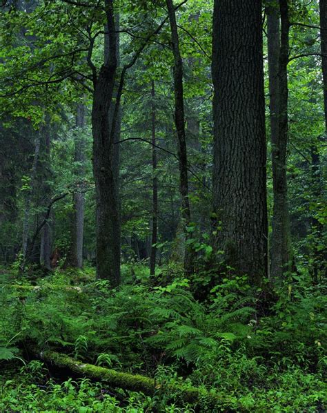 Białowieża Forest Trip – Forests in Science, Practice and Education