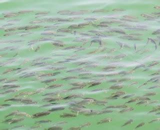 Going in circles? | St Peter's fish (Tilapia) at the Sea of … | Flickr