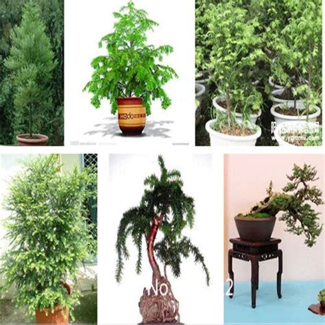 200pcs Giant Sequoia Bonsai Seeds - Pure Bonsai