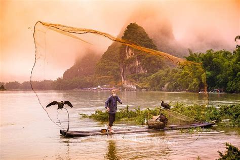 Cormorant fishing is a traditional fishing method in which fishermen use trained cormorants to ...