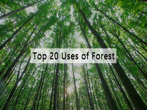 What are the Uses of Forest in English for Students