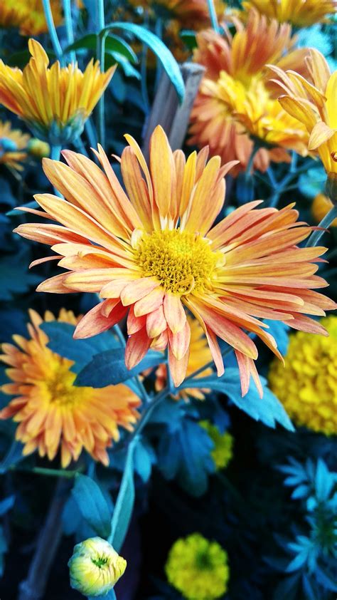 Free stock photo of beautiful flowers, flower wallpaper
