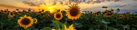 206,368 BEST Sunrise Flowers IMAGES, STOCK PHOTOS & VECTORS | Adobe Stock