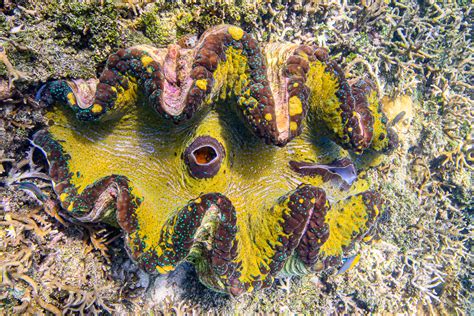 The last giant clams of Indonesia - CORAL Magazine