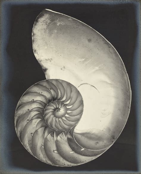 EDWARD WESTON (1886-1958) , Nautilus Shell, 1927 | Christie's