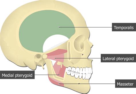 Temporalis Muscle - Attachments, Actions & Innervation | GetBodySmart