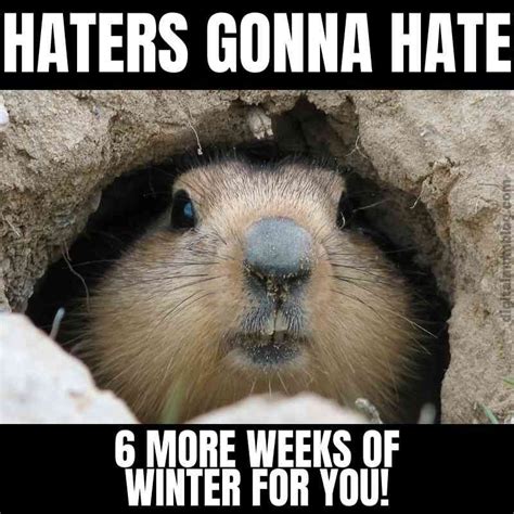 Funny Groundhog Day Memes | Happy groundhog day, Groundhog, Groundhog day