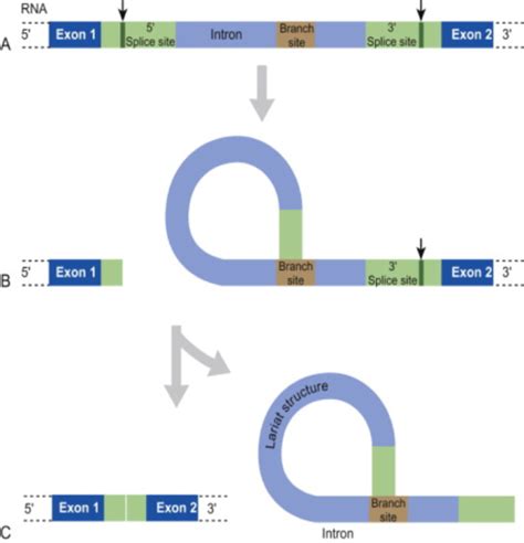 INTRON SPLICING mRNA Flashcards | Quizlet