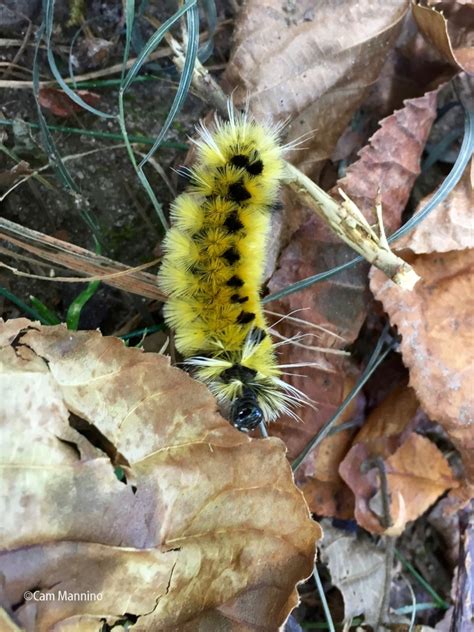 Spotted Tussock Moth caterpillar | Natural Areas Notebook