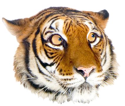 Giant Realistic Flying Tiger - Uncle Grandpa Wiki