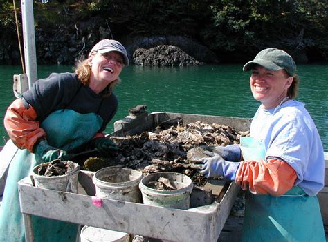 Mariculture initiative could boost shellfish farms