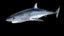 Model 62A - Shortfin Mako Shark - Download Free 3D model by DigitalLife3D (@DigitalLife3D ...