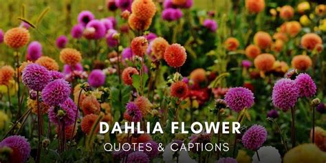 20+ Dahlia Flower Quotes & Captions for Instagram Photos