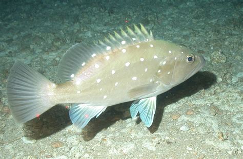 Grouper, Snowy - South Atlantic Fishery Management Council