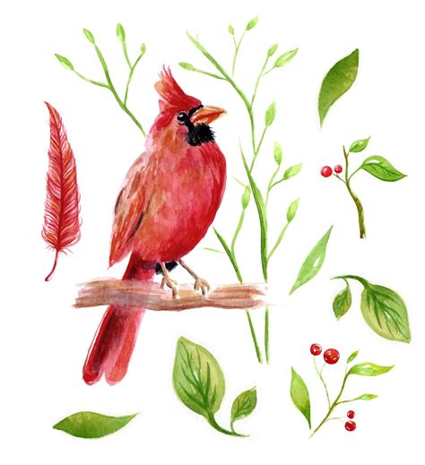 Premium Vector | Bird cardinal watercolor