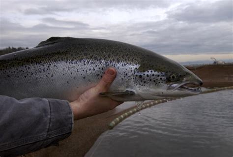 FDA Gives Genetically Modified Salmon The Go Signal, And It's Really Safe To Eat | Food World News