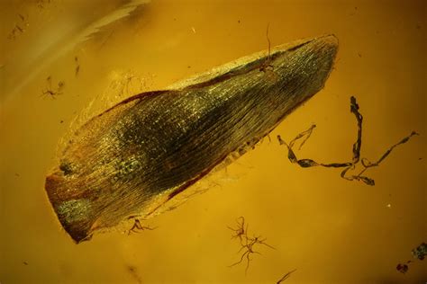 Detailed Fossil Plant Leaf (Gymnosperm) In Baltic Amber (#128320) For ...