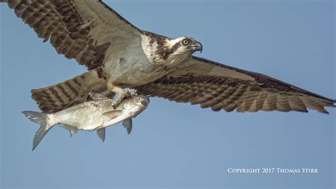 Photographing Osprey Catching Fish - Small Sensor Photography by Thomas ...