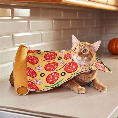 Pizza Cat | Pizza cat, Cats, Funny cats