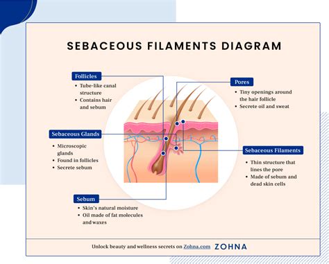 Sebaceous Filaments Causes, Treatment, Pictures & FAQ