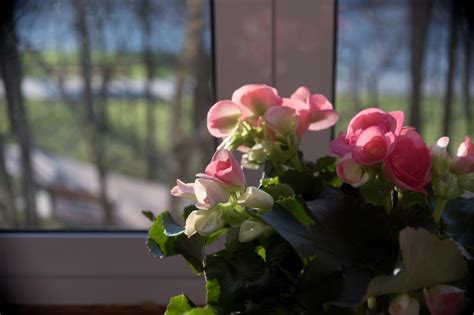 Essential Tips for Begonia Care During Winter - TheArches