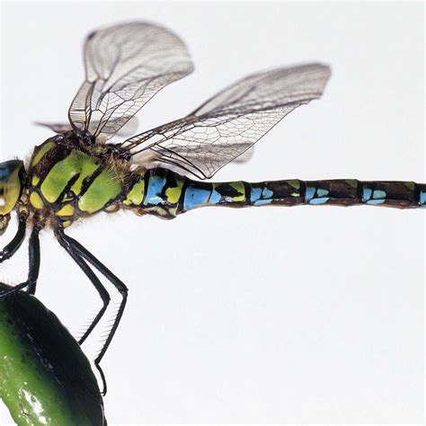 Green Darner Dragonfly Wall Art | Photography | by UIG