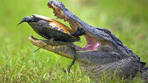 Amazing Crocodile Kill and Eat Snapping Turtle | Poor Turtle Was Crushed By Sharp Teeth - YouTube