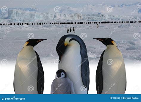 March of emperor penguins stock image. Image of freezing - 976853