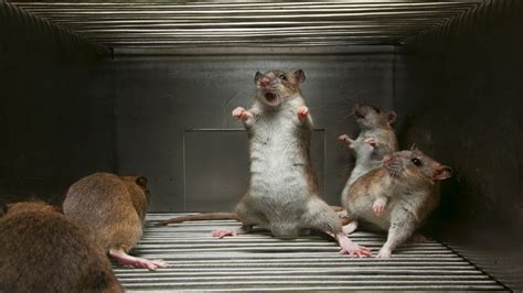 Kung Fu Mice | Funny rats, Getting rid of rats, Animals