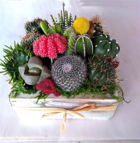 Live Cactus Arrangement in Wooden Container