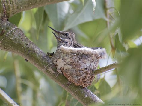 Nesting hummingbird