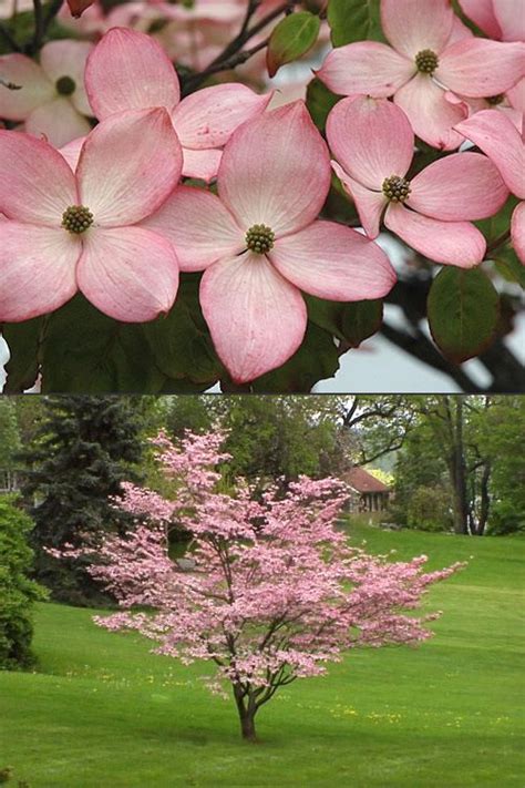 Buy Pink Chinese Dogwood Cornus kousa 'Satomi' trees For Sale Online From Wilson Bros Gardens ...
