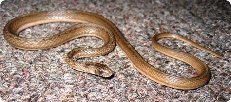 Snake identification? | Yahoo Answers