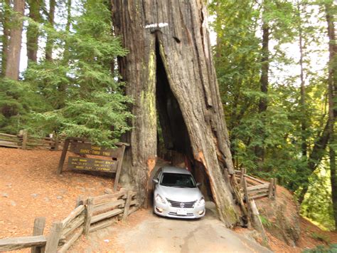 drive thru redwood | Tree, Plants, Redwood