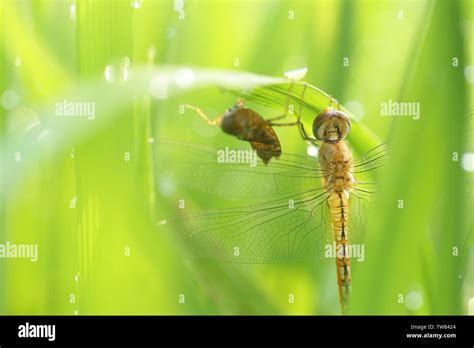 La metamorfosis de las plantas fotografías e imágenes de alta resolución - Página 2 - Alamy