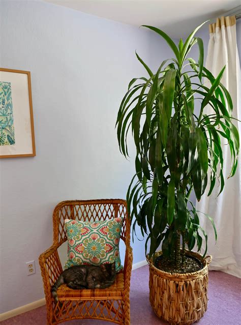 Houseplants Care