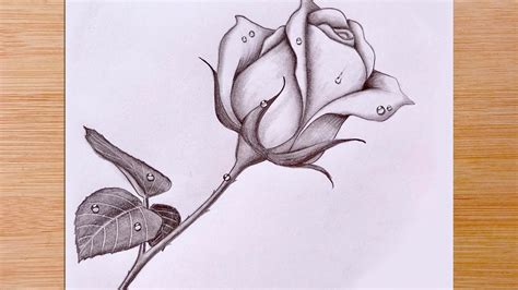 How To Draw a Rose with Water Drops - Pencil Sketch - YouTube