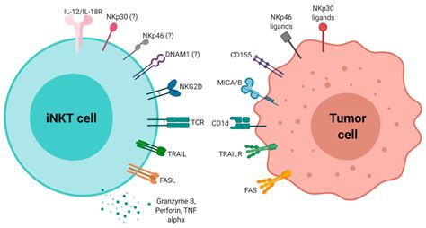 License to Kill: When iNKT Cells Are Granted the Use of Lethal Cytotoxicity