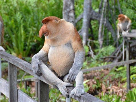 gambar flora dan fauna di kalimantan timur - Wanda Skinner