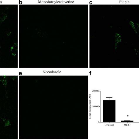 Internalised Alexa Fluor 546-labelled C-peptide co-localises with early ...