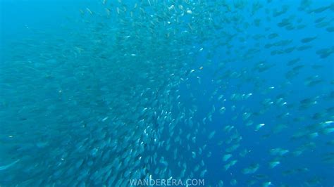 Moalboal Snorkeling-34 - Wander Era