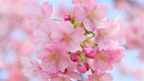 Japanese Cherry Blossom Images Free : Pink Japanese Cherry Blossom Free ...