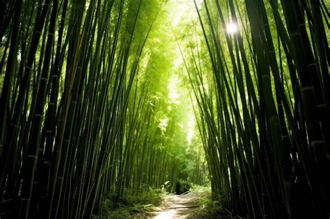 Premium AI Image | inside Bamboo Forest professional photography AI Generated