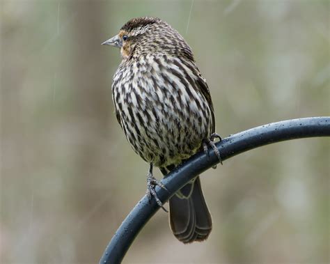 Red-winged Blackbird female - FeederWatch