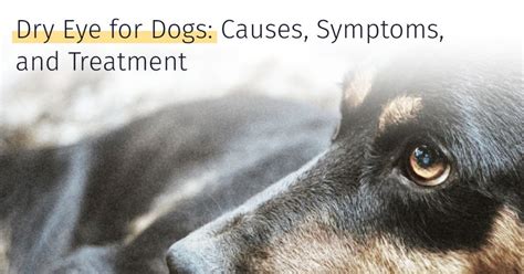 Dry Eye for Dogs: Causes, Symptoms, and Treatment | Medrego | Guide