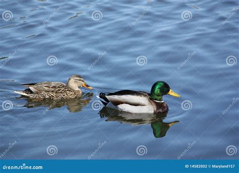 Ducks Swimming In A Pond Stock Photography - Image: 14582002