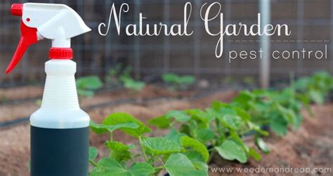 My Organic Garden Pest Control | Natural garden, Garden pest control, Garden pests