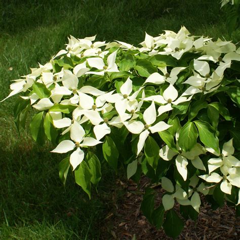 White Flowering Dogwood Tree Uk / White Kousa Dogwood Tree in 2020 | Kousa dogwood tree ...