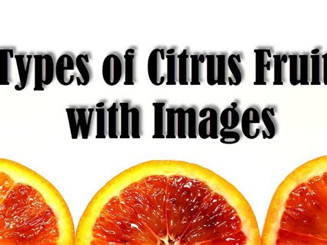 Asian Citrus Fruit Tree - Ground Breaking Research Sex Pheromone Of Asian Citrus Psyllid ...