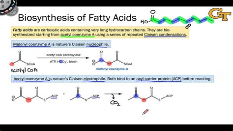 Fatty Acid Synthesis